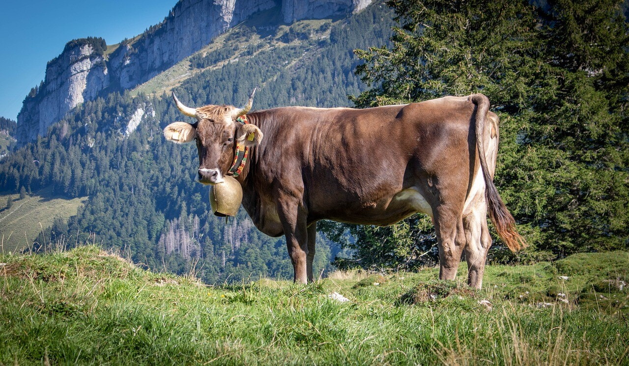 20.APPENZELLER® SCHAUKÄSEREI, STEIN