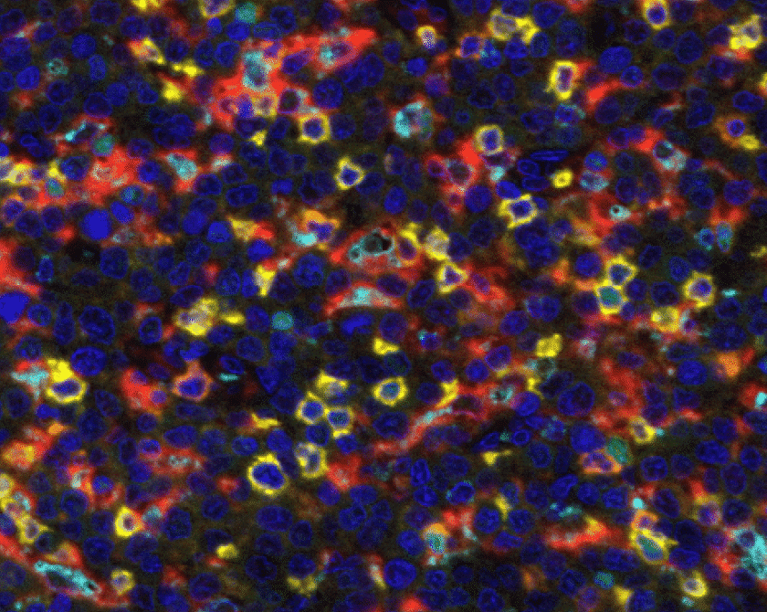 2025 11 25 10h34 45 840x670