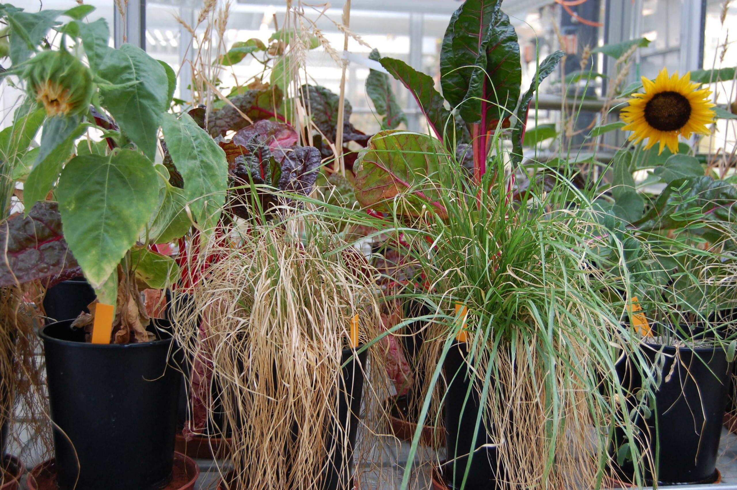 new_climate_gar12_festuca_lowres-8.jpg