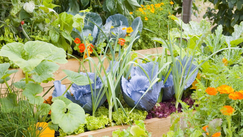 Companion-Planting-Online-Anmelden-1.jpg