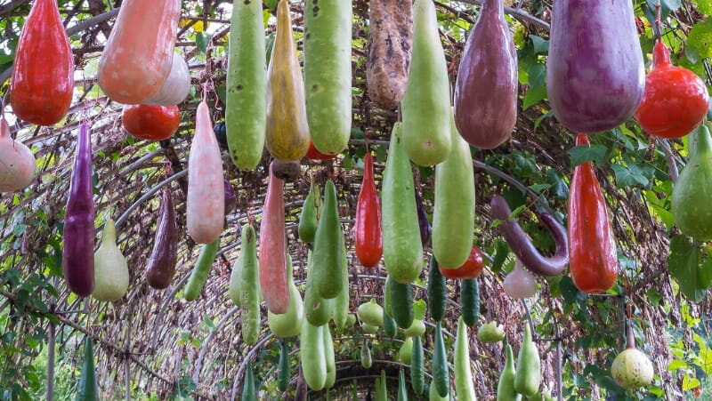 Bottle Gourd, Calabash Gourd, Fruit And Trees In The Tunnel Gard