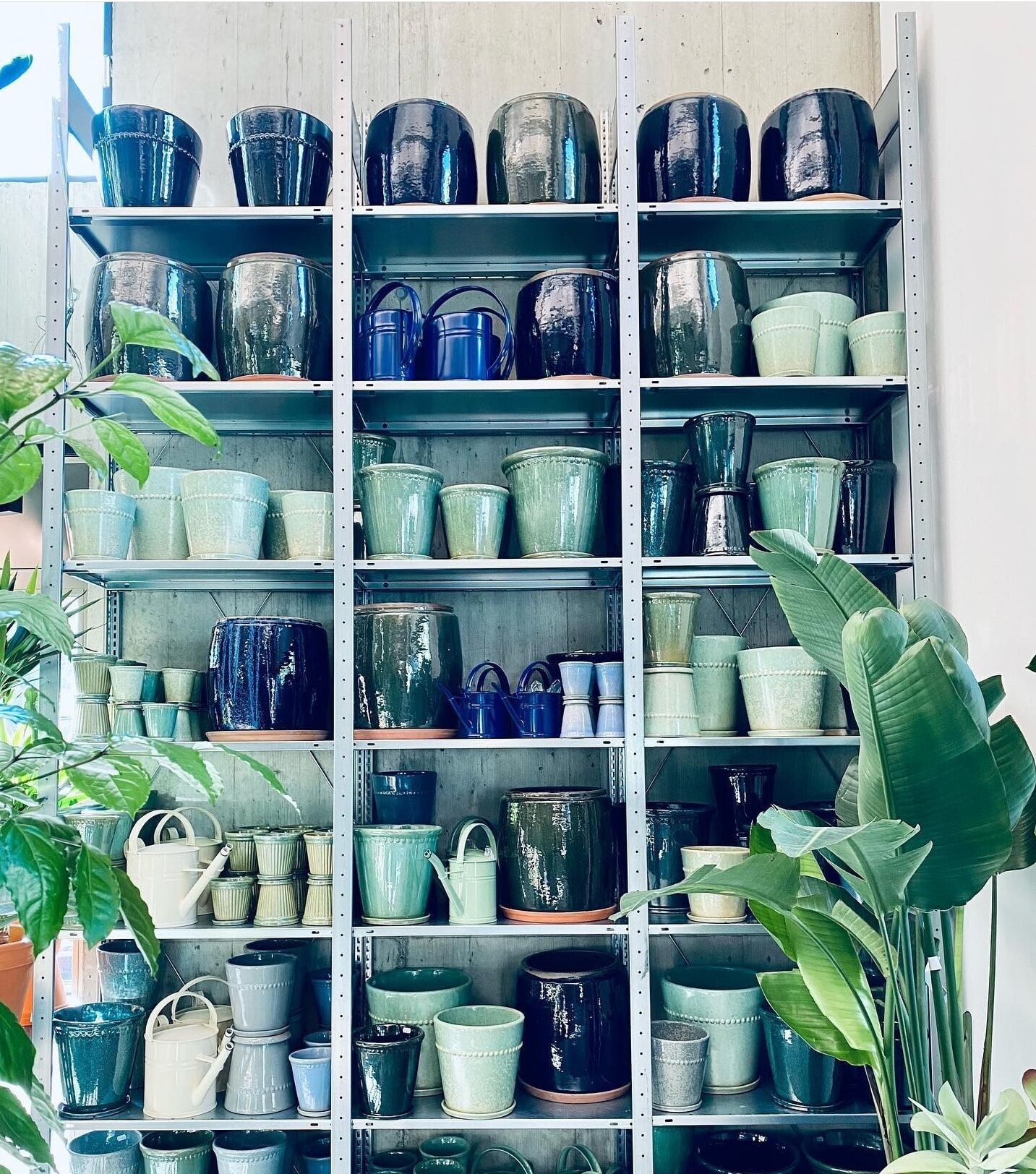 Pflanzerei Boschung Regale Makk (2)