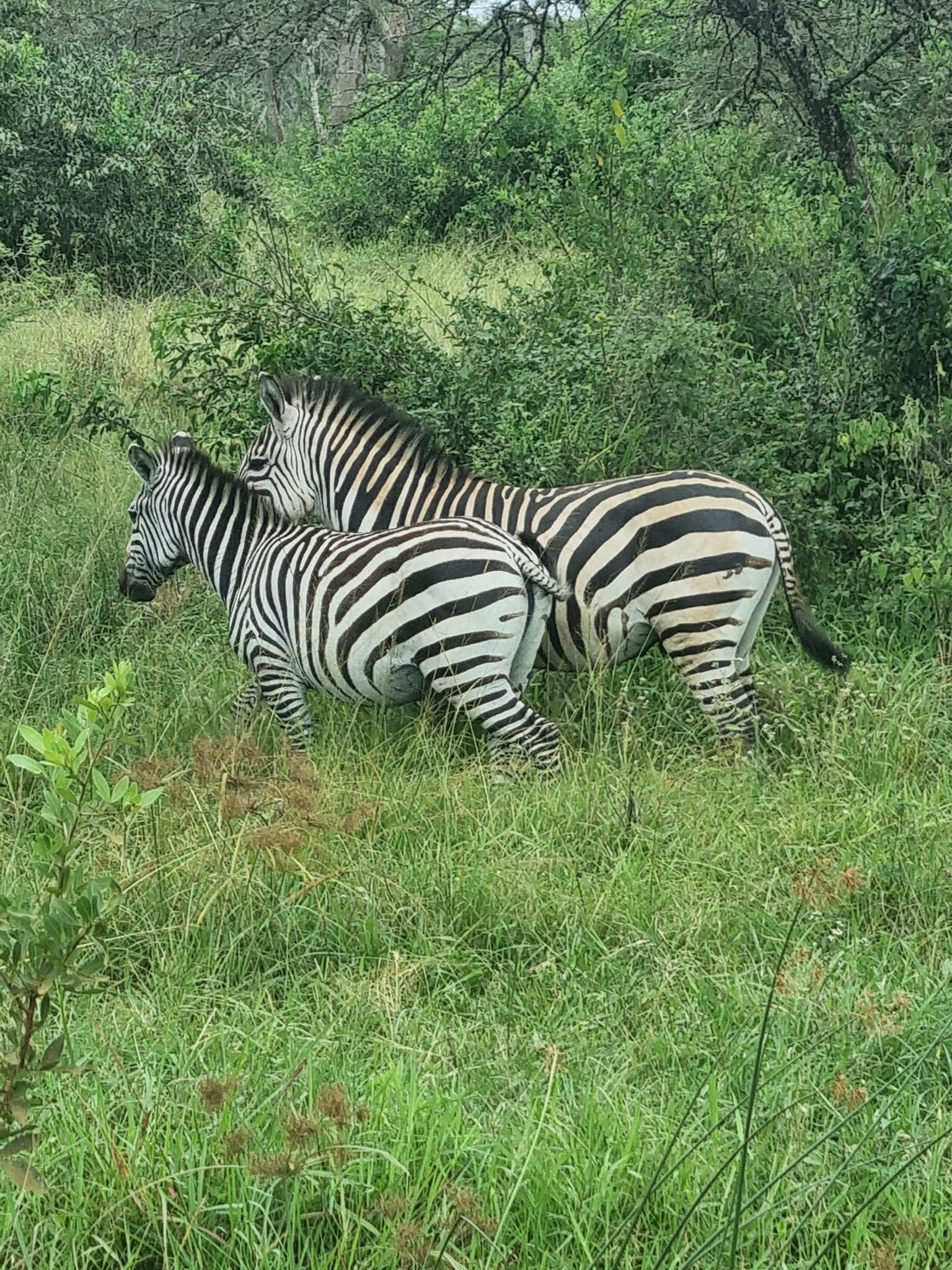 505799888 10237794020207464 345695987779672218 N