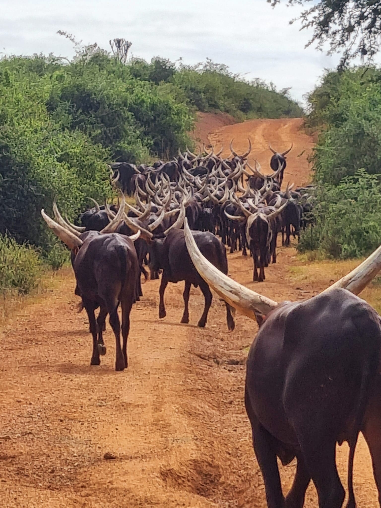 505987482 10237794021647500 7725121060827361469 N