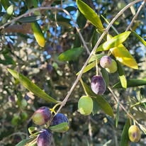 513473111 10238114825187388 4381944719422708261 N