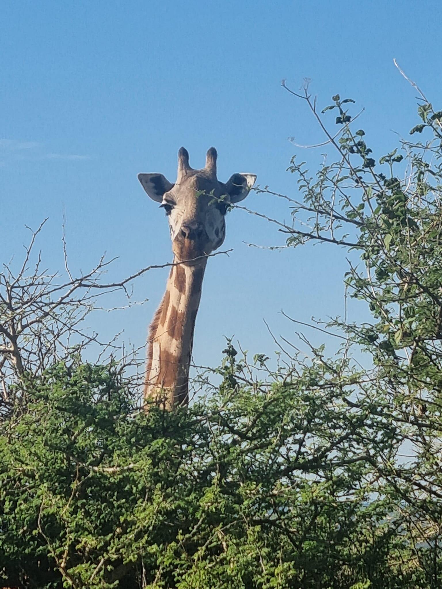 Uganda Giraffe