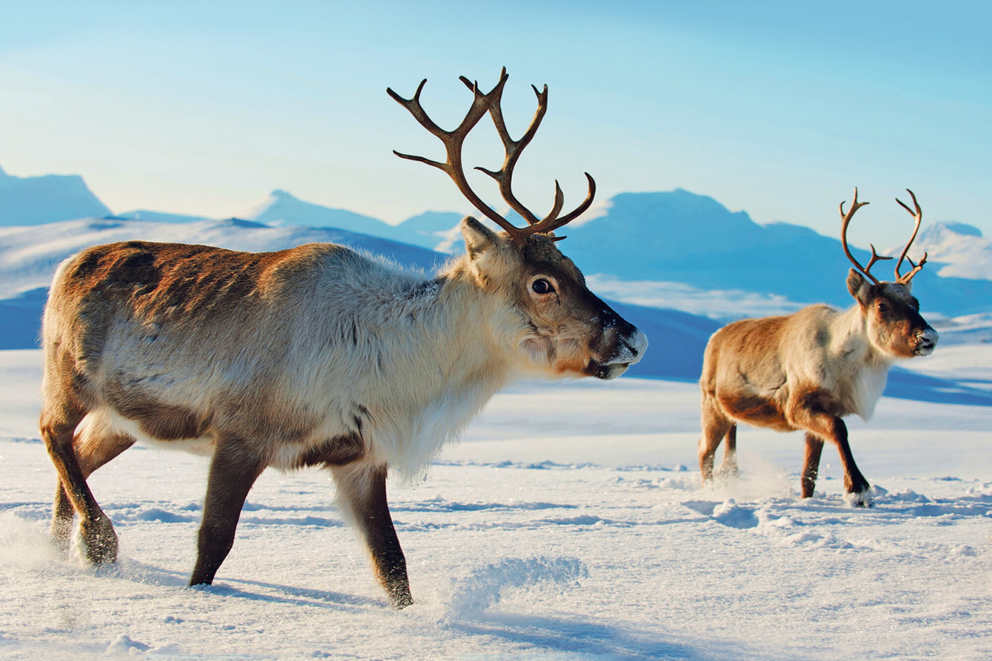 1 Titelbild Breit Lappland 2000x1333PXL